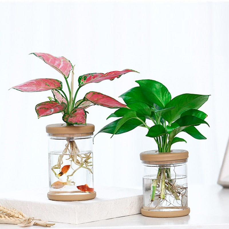 Transparent Hydroponic Flower Pot