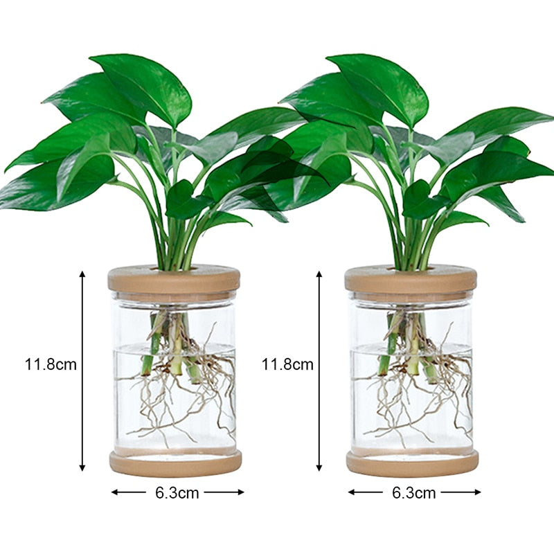 Transparent Hydroponic Flower Pot