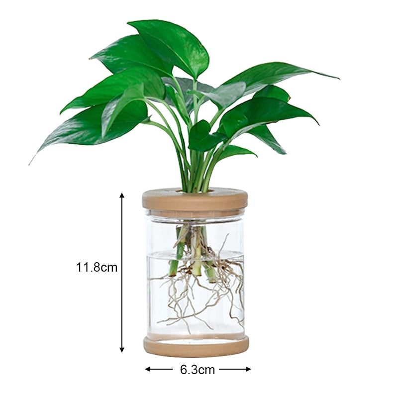 Transparent Hydroponic Flower Pot