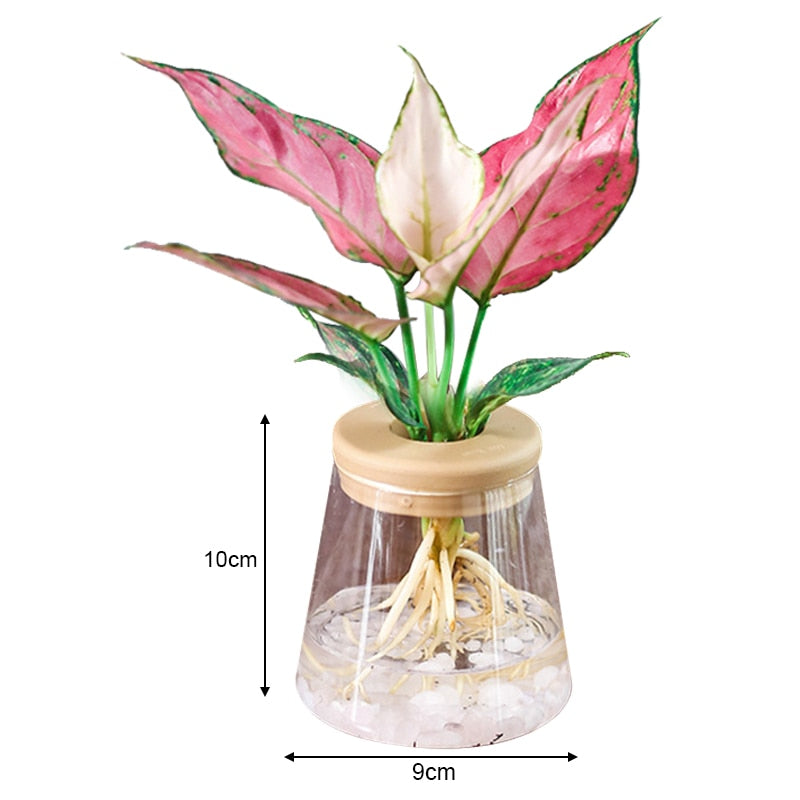 Transparent Hydroponic Flower Pot