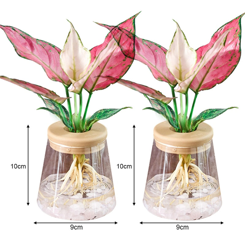 Transparent Hydroponic Flower Pot